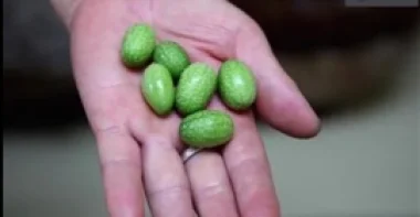 بالفيديو.. مزارعون صينيون يبتكرون بطيخا في حجم حبة البلح
