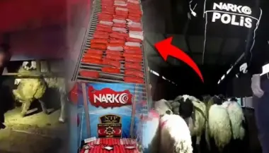 تهريب بشع: ضبط 54 كيلوغراماً من المخدرات داخل بطون حيوانات في تركيا