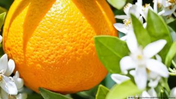 دراسة: تناول البرتقال يوميًا قد يقلل خطر الإصابة بالاكتئاب