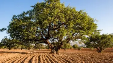 أكادير تحتفي بالأركان.. الشجرة الأيقونية بالمغرب