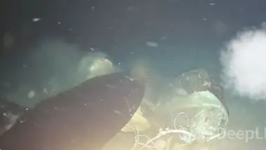 بالفيديو.. جثة بقرة في أعماق البحر تكشف ظهوراً نادراً لأسماك قرش غامضة