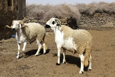 رغم الإجراءات الحكومية.. أسعار الأضاحي تواصل التحليق عاليا خارج قدرة الأسر المغربية!