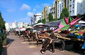 قريبا.. لا عربات مجرورة من طرف الحمير في شوارع الدارالبيضاء
