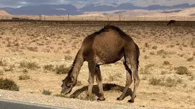 على رمال الصحراء المغربية.. عدسة "أخبارنا" توثق لحظات جمال استثنائية