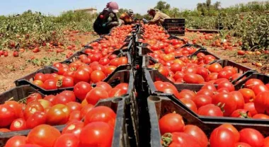 عاوتاني...مهنيون يتوقعون زيادات في أسعار الخضر والفواكه بعد اتخاذ الحكومة لإجراء جديد