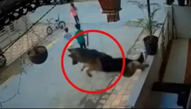 قفزة بطولية.. كلب جيرمان ينقذ 3 أطفال من هجوم كلب ضال في الشارع