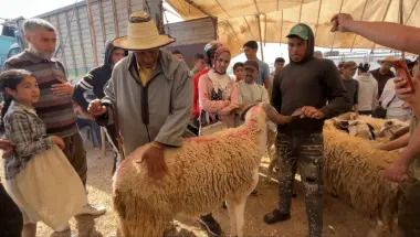 غلاء الأضاحي يبتلع الطبقة المتوسطة.. عندما يعادل ثمن "الحولي" ضعف الحد الأدنى للأجور بالمغرب