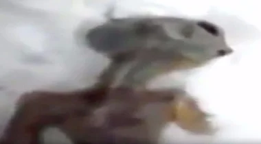 بالفيديو: روسي يعثر على جثة كائن فضائي تحت الثلوج