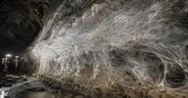اكتشاف مذهل داخل كهف مظلم.. أكبر شبكة عنكبوتية تضم 111 ألف عنكبوت