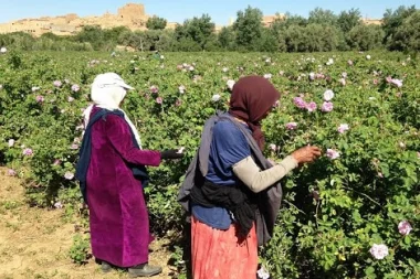 شوهة :  سيدة  تتلقى تعويضا قيمته 70 سنتيما يوميا  بعد تعرضها لحادثة شغل