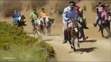 الجزائر تنظم سباقا للحمير