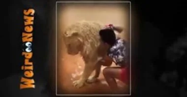 بالفيديو.. أسد ضخم يستسلم ليد مالكه للحصول على حمام نظافة