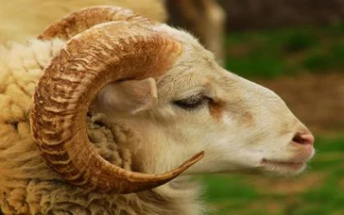 عالم فيزيائي يحدد موعد عيد الأضحى بالمغرب