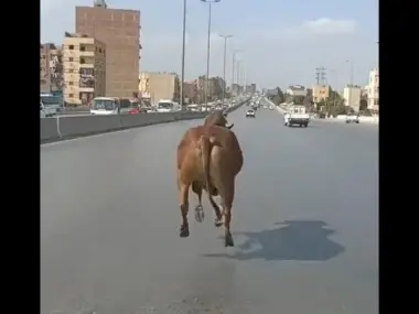 بالفيديو...عجل هارب يثير الذعر في شوارع القاهرة