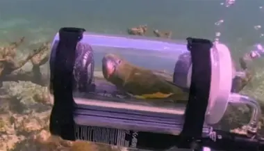ببغاء في غواصة مصغّرة.. فيديو غريب يثير دهشة الملايين على الإنترنت