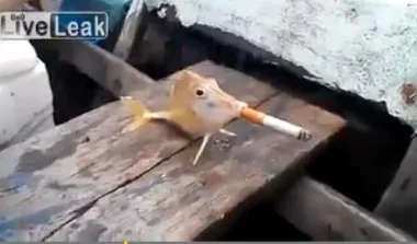 بالفيديو: هل شاهدت سمكة تدخن سيجارة؟