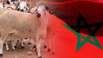 بعد انقضاء رمضان.. عين المغاربة على عيد الأضحى و"الكسابة" يتوقعون ارتفاعا غير مسبوق في أسعار الأكباش