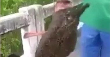 بالفيديو والصور.. سمكة غريبة بساقين تثير رعب الصيادين