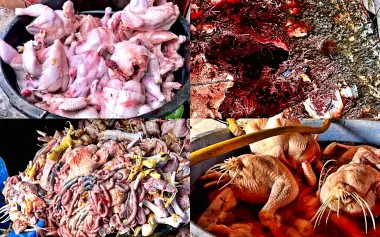 بعد فضيحة اللحوم.. يقظة سلطات تمارة تطيح بشبكة "الدجاج الفاسد" الموجهة لمحلات الوجبات السريعة