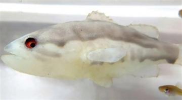 أسماك روبوتية لترهيب الأصناف العدوانية