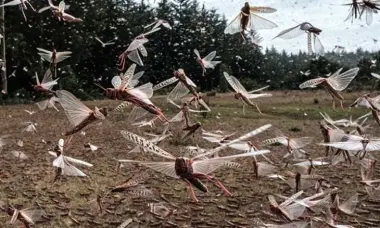غزو الجراد يهدد محاصيل التمور في مناطق الواحات بالمغرب ويرفع درجة الاستنفار