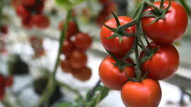 ماذا يحدث لجسمك عند تناول حبة طماطم يومياً؟