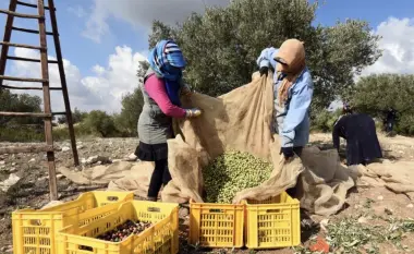 فرصة للراغبين في الهجرة.. إسبانيا تستعد لتوظيف 45 ألف عامل في موسم جني الزيتون بأجر يومي يتجاوز 62 يورو