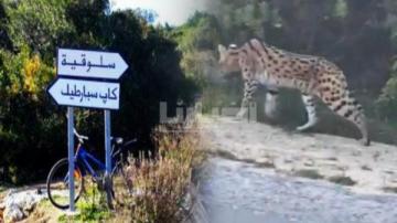 مستجدات واقعة شبيه "النمر" الذي روع زوار غابة "السلوقية" ضواحي طنجة