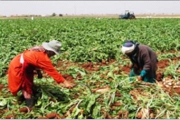 النساء القرويات أكثر نشاطا ويعشن اقل من نظيراتهن الحضريات