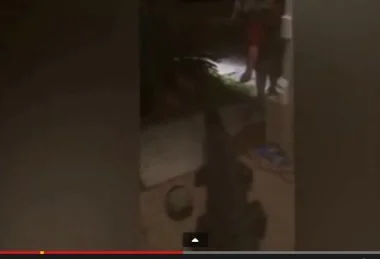 بالفيديو: استيقظ ليجد تماسحاً ضخماً يطرق بابه