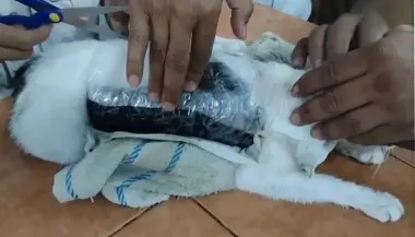 قطة "مهربة"! كوستاريكا تحبط خطة تهريب مخدرات داخل سجن بطريقة غريبة