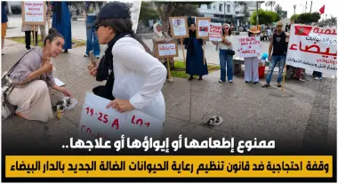 وقفة احتجاجية بالبيضاء ضد قانون تنظيم رعاية الحيوانات الضالة: "ممنوع إطعامها أو إيواؤها أو علاجها"