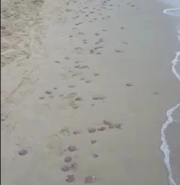 صورة حقيقية