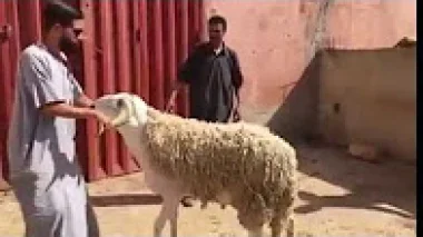 كبش عيد رائع يتوفر على كل الشروط الذي حث عليه الرسول الكريم‏