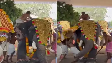 فوضى في مهرجان ديني بالهند إثر هجوم فيل على أحد المشاركين (فيديو)