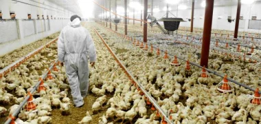 فيدرالية الدواجن ترد على الأنباء التي تحدثت عن وجود  أعلاف مسرطنة بضيعات الدواجن