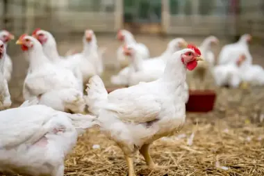 الدجاج الرومي" في قفص الاتهام.. هل نأكل سماً زُعافاً؟ حقائق صادمة عن الهرمونات والمضادات الحيوية وتهديدها لصحة المغاربة