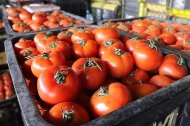 تنظيم الدورة السادسة من مؤتمر المغرب للطماطم بأكادير