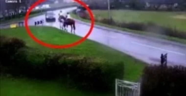 بالفيديو والصور.. سيارة تطيح براكبي أحصنة على الطريق