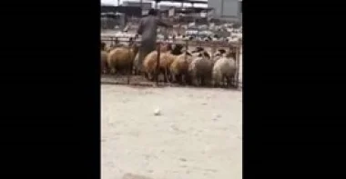 بالفيديو.. تاجر مواشي يرش الخرفان بالطلاء ليغش الزبائن