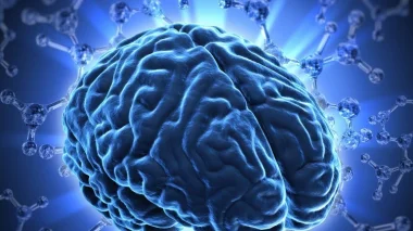العلاقة بين التثاؤب وحجم الدماغ