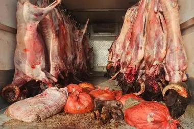 كارثة صحية كادت تصل إلى موائد المغاربة.. إحباط شحنة لحوم فاسدة تُنقل في ظروف كارثية!