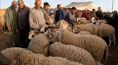 أزمة أضاحي العيد تصل إلى البرلمان