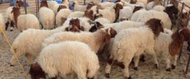 احذروا من أساليب الغش في خرفان العيد !!!