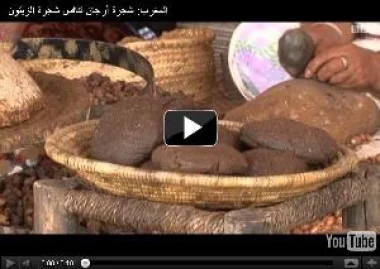 المغرب: شجرة أركان تنافس شجرة الزيتون