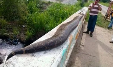 صورة..ثعبان طوله 7 أمتار يرعب قرية بأكملها