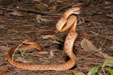 كيف يرفع الثعبان جسده عمودياً بلا أطراف؟ علماء يكشفون السر الفيزيائي المدهش