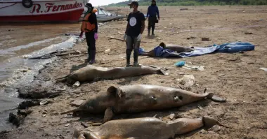 بحيرات الأمازون على حافة الغليان: مئات الدلافين تنفق وسط مخاوف من أزمة بيئية عالمية