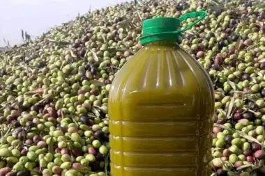 وزير الفلاحة: "إنتاج الزيتون هذا العام ضعف إنتاج السنة الماضية" ومهنيون يتحدثون عن أقل من 50 درهما للتر