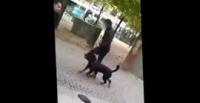 بالفيديو.. لحظة هجوم كلب شرس على طفل في الشارع